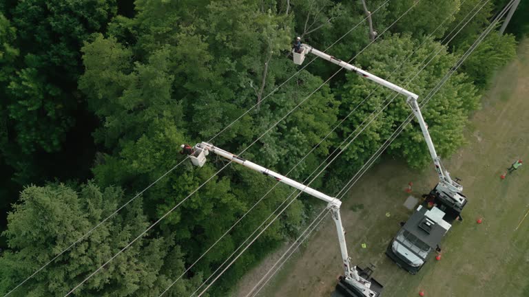 Lewisburg, WV  Tree Services Company